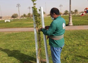 امانة تبوك تواصل زراعتها لأشجار ” الجكرندا ” في حدائق المنطقة تماشيا مع مبادرة السعودية الخضراء