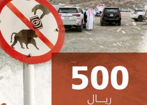 “الحياة الفطرية”: إطعام قرود البابون سلوكًا مخالفًا لنظام البيئة ويستوجب غرامة تبلغ 500 ريال