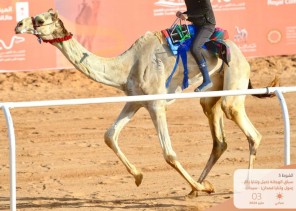 تألقت في ميادين الهجن وحققت لقب النسخة الأولى ريما الحربي .. هجانة العرب الأولى