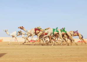 غداً انطلاق فئة “جذاع” في مهرجان ولي العهد للهجن