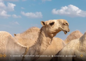 بالأسماء: نادي الإبل يعلن عن المشاركين المتأهلين في لون الشقح للتحكيم النهائي في مهرجان جادة الإبل بالطائف