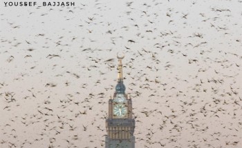 بالفيديو: أسراب من الجراد تحيط بالساعة البرجية في الحرم المكي