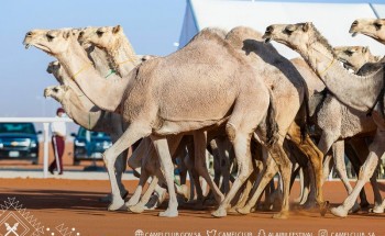 بالأسماء .. لجان التحكيم في مهرجان الملك عبدالعزيز للإبل تعلن عن نتائج المتأهلين للتحكيم النهائي