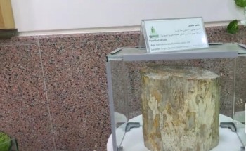 جامعة الملك عبد العزيز وجمعية البر يبحثان عقد ملتقى تعريفي بأشجار المورينجا