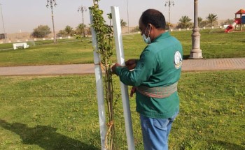 امانة تبوك تواصل زراعتها لأشجار ” الجكرندا ” في حدائق المنطقة تماشيا مع مبادرة السعودية الخضراء