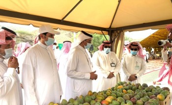 انطلاق المهرجان الأول للمانجو بمركز الفرشة في محافظة سراة عبيدة