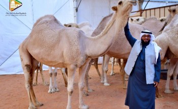 في حوار صحفي .. مالك منقية الزعيمات “موسى بن عبدالعزيز الموسى” : الإبل أحدى مكونات التراث والمورث في المملكة