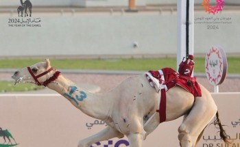 “بارود” .. المطية الأفضل في لقايا مهرجان ولي العهد للهجن .. والسعوديين ينالون ألقاب 24 شوطاً