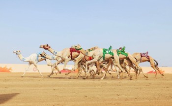 غداً انطلاق فئة “جذاع” في مهرجان ولي العهد للهجن