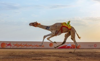 “الشبله” تخطف التوقيت الأفضل في فئة الجذاع ضمن مهرجان ولي العهد للهجن