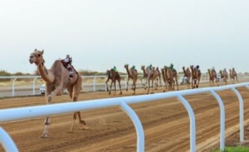 غداً ختام المرحلة التمهيدية من مهرجان ولي العهد للهجن في نسخته السادسة