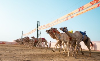 ضمن منافسات مهرجان ولي العهد للهجن بالطائف.. السعوديون يسيطرون على مراكز المرحلة التمهيدية