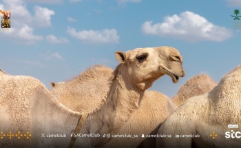 بالأسماء: نادي الإبل يعلن عن المشاركين المتأهلين في لون الشقح للتحكيم النهائي في مهرجان جادة الإبل بالطائف