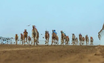 السعوديين يسيطرون على كؤوس مهرجان ولي العهد