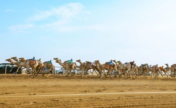 مالك هجن قطري يتصدر ترتيب جائزة “سيف السعودية”