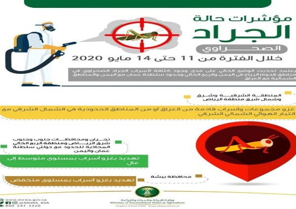 “البيئة”: توقعات بغزو أسراب من الجراد الصحراوي لمناطق الشرقية ونجران وأجزاء من الرياض