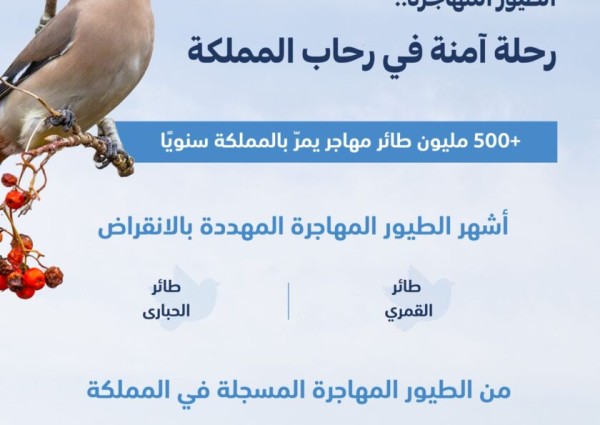 “البيئة”: أكثر من 500 مليون طائر مهاجر يمر بالمملكة سنويًّا