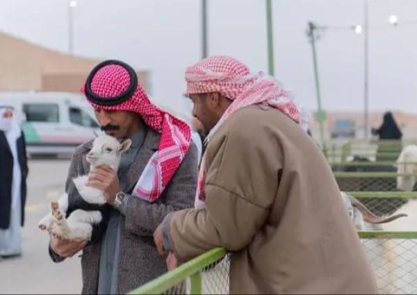 انطلاق مهرجان أصول الأغنام المحلية بالحدود الشمالية