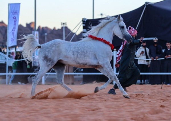 عروض الخيول العربية ورمي السهام في جناح فروسية حائل تجذب زوار الرالي