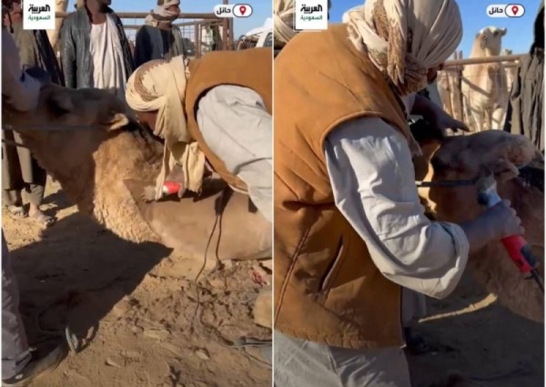 فيديو| صالونات التجميل بمهرجان جادة الإبل بحائل: حلاقة الثمانية والسبعة موضة جديدة في عالم الجمال