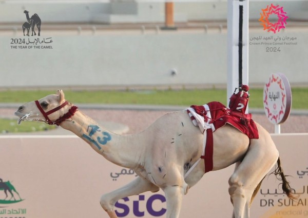 “بارود” .. المطية الأفضل في لقايا مهرجان ولي العهد للهجن .. والسعوديين ينالون ألقاب 24 شوطاً