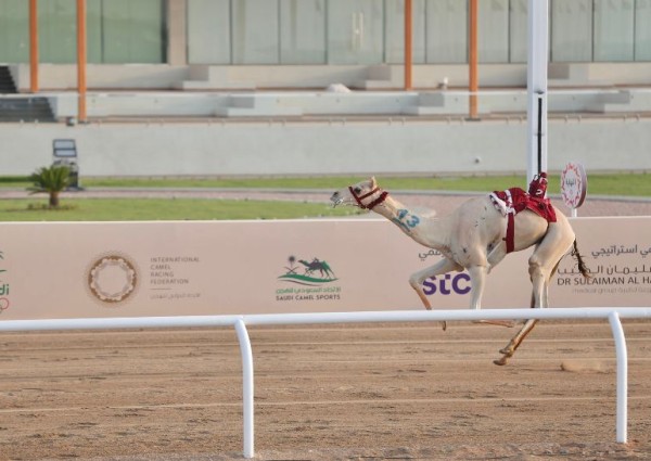 “بارود” تحتفظ بالتوقيت الأفضل في منافسات “اللقايا” بمهرجان ولي العهد للهجن بمشاركة 1680 مطية.