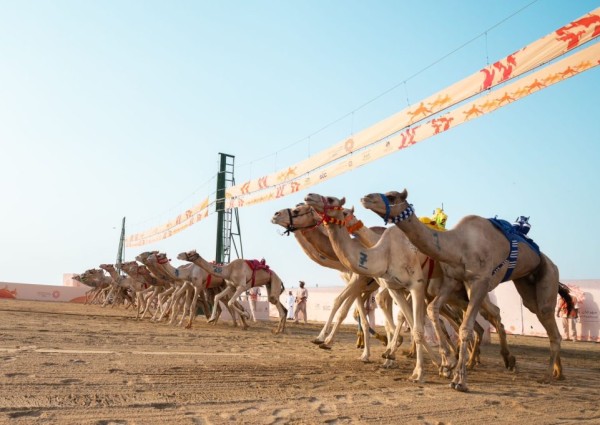 ضمن منافسات مهرجان ولي العهد للهجن بالطائف.. السعوديون يسيطرون على مراكز المرحلة التمهيدية