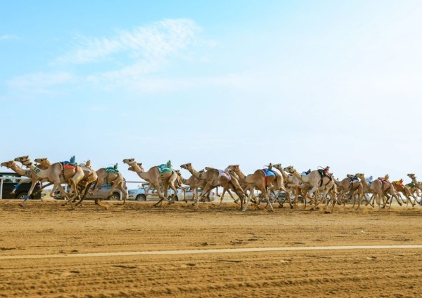 مالك هجن قطري يتصدر ترتيب جائزة “سيف السعودية”