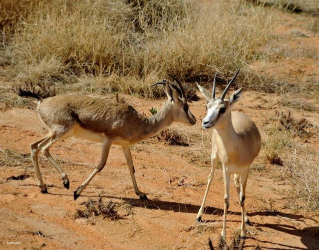 بالصور .. إطلاق عدد من ظباء الريم في منتزه مرات الوطني في الرياض