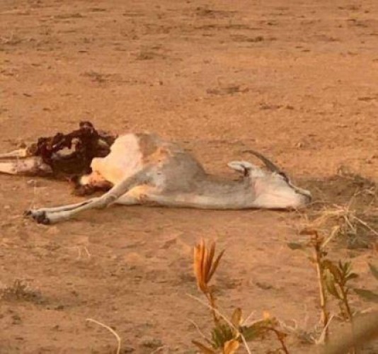 بالفيديو: البيئة تطلق “ظباء” نادر في محمية مرات .. وبعد يومين كانت المفاجأة صادمة!