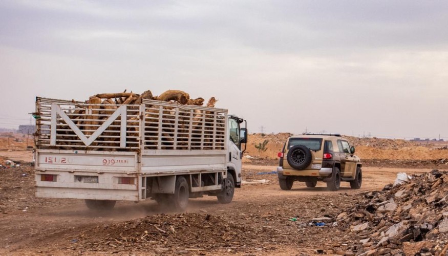 القوات الخاصة للأمن البيئي بـ”الرياض” يضبط 34 مخالفا لنظام المراعي والغابات