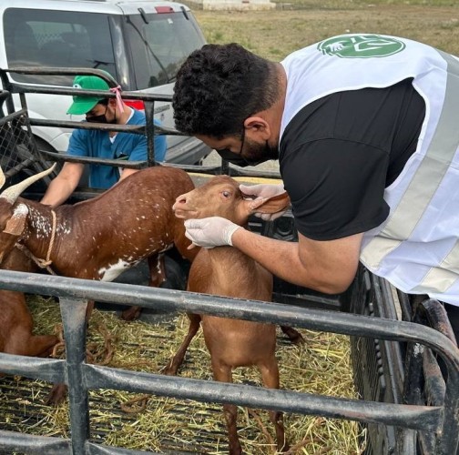 وقاء عسير يطلق حملة “جزلة” للتعريف بالطرق الصحيحة لاختيار الأضاحي