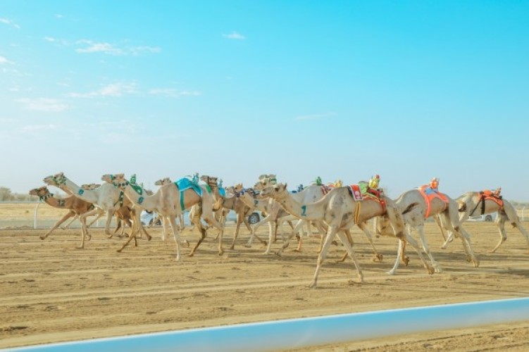 مهرجان ولي العهد للهجن.. المطية (غنايم) تسجل الرقم القياسي الأكبر في منافسات فئة الثنايا