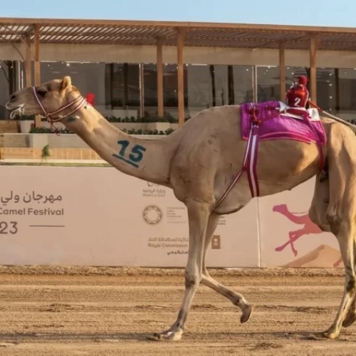 المطية «قطنة» لمالكها سهيل العامري تحقق أفضل توقيت في منافسات الخيل والزمول بميدان الطائف