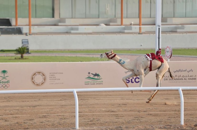 “بارود” تحتفظ بالتوقيت الأفضل في منافسات “اللقايا” بمهرجان ولي العهد للهجن بمشاركة 1680 مطية.