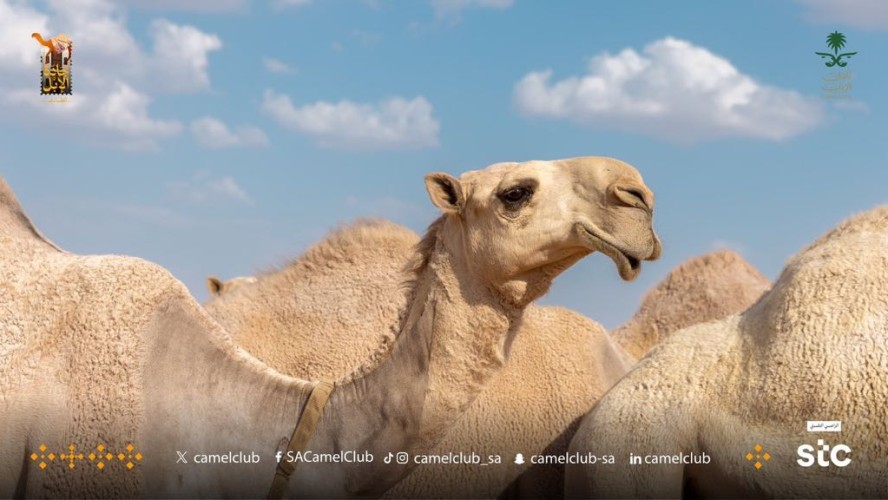 بالأسماء: نادي الإبل يعلن عن المشاركين المتأهلين في لون الشقح للتحكيم النهائي في مهرجان جادة الإبل بالطائف